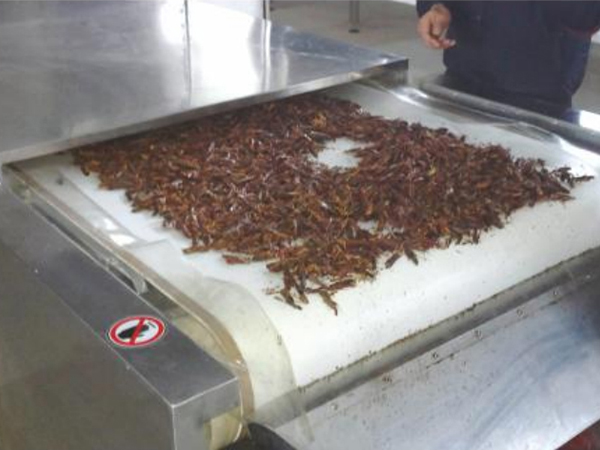 黑水虻黄粉虫微波烘干设备